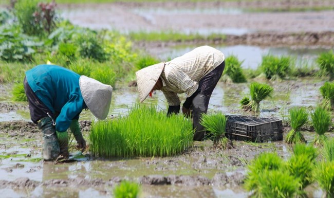 Tập trung lấy nước đợt hai và gieo cấy lúa Xuân ở các tỉnh phía Bắc (19/02/2024)
